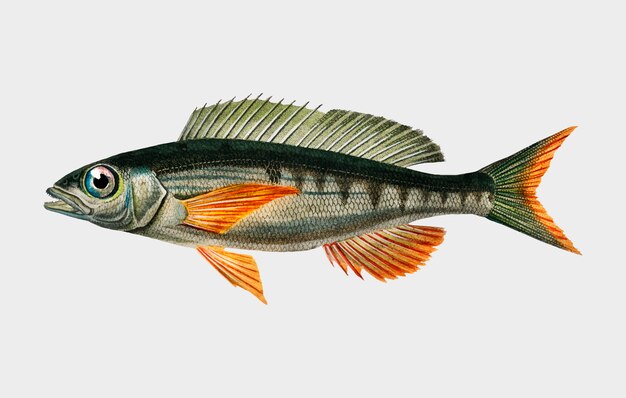 Charles Dessalines D&#39;Orbigny（1806-1876）が描いたパンドラフィッシュ（Sparus Erthrinus）