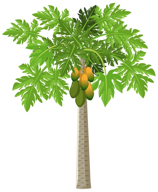 Free vector a papaya tree isolated cartoon style on white