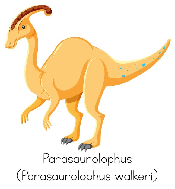 흰색 배경에 parasaurolophus wordcard