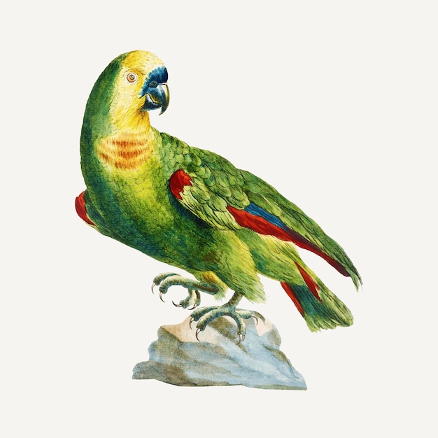 Free vector parrot vintage illustration