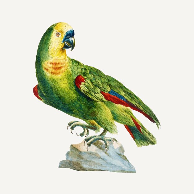 Parrot vintage illustration