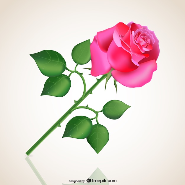 Страстный розовая роза