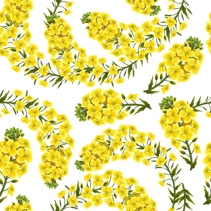 Free Vector pattern rape flowers, canola. brassica napus.