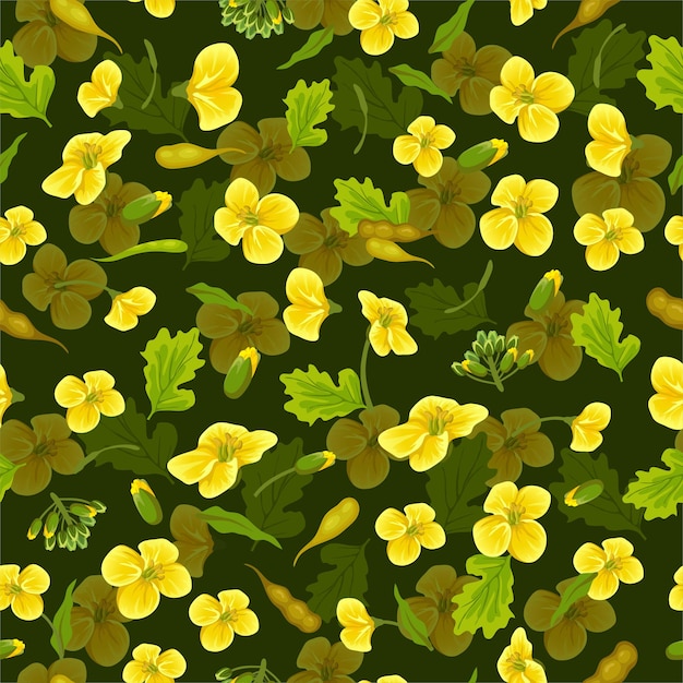 Pattern rape flowers canola Brassica napus