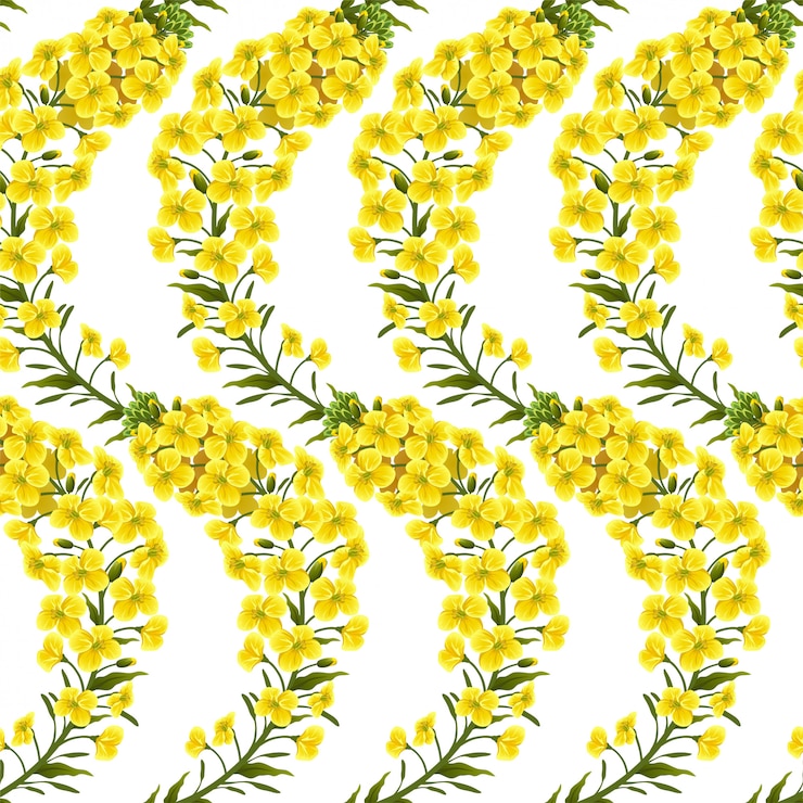 Free Vector pattern rape flowers, canola. brassica napus.