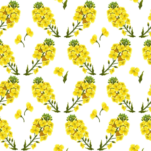 Free vector pattern rape flowers, canola. brassica napus