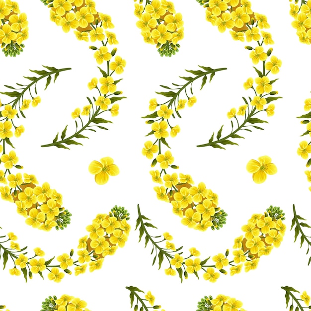 Pattern rape flowers, canola. Brassica napus.