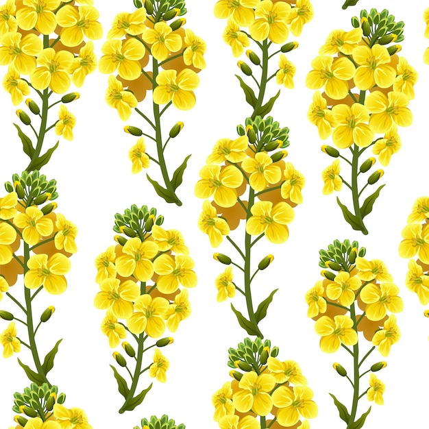 Бесплатное векторное изображение Шаблон цветы и листья рапса, рапса.