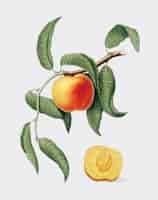 Free vector peach from pomona italiana illustration