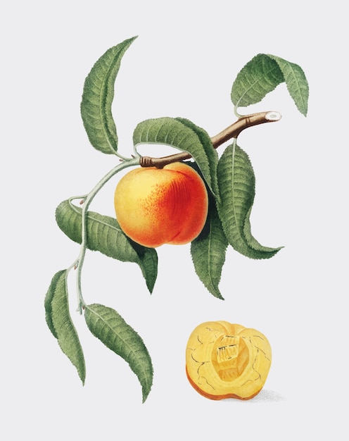 Peach from Pomona Italiana illustration