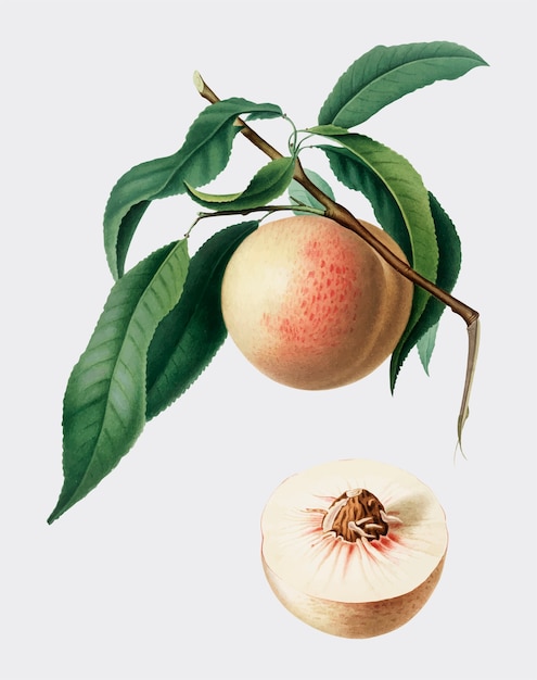 Peach from pomona italiana illustration