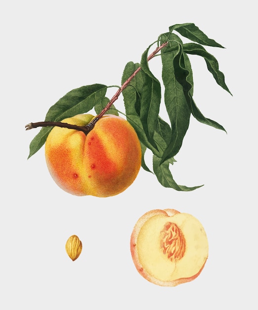 Free vector peach from pomona italiana illustration