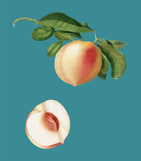 Free vector peach from pomona italiana illustration