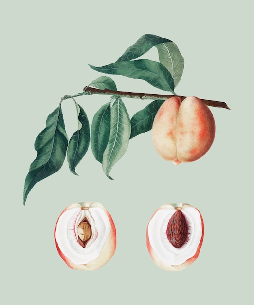 Peach from pomona italiana illustration