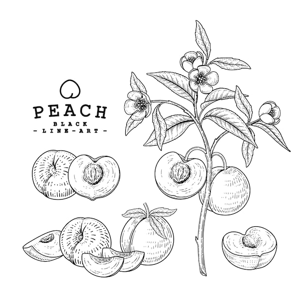 Peach fruit Hand Drawn Illustration decorative set.