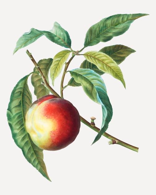 Peach fruit tree