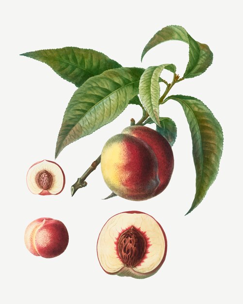 桃の果樹