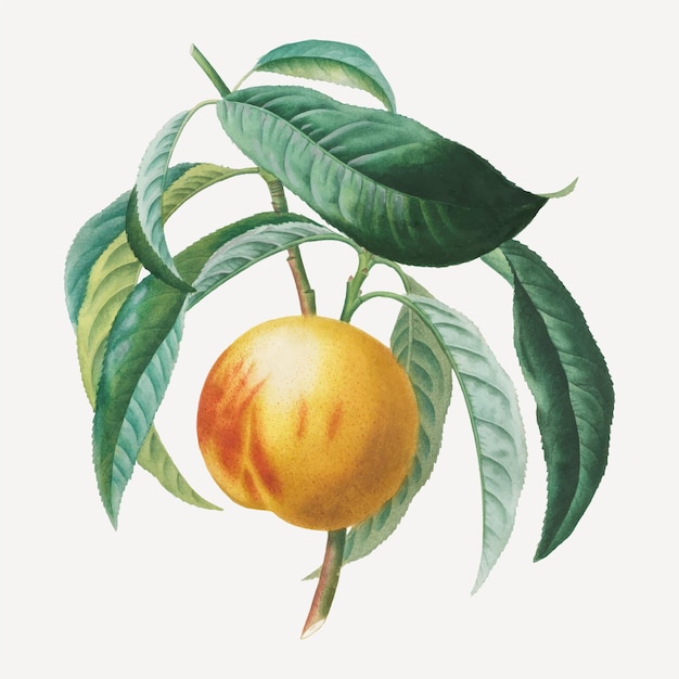 Free vector peach vector with leaves art print, remixed from artworks by henri-louis duhamel du monceau