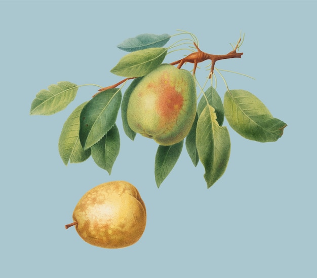 Pear from Pomona Italiana illustration