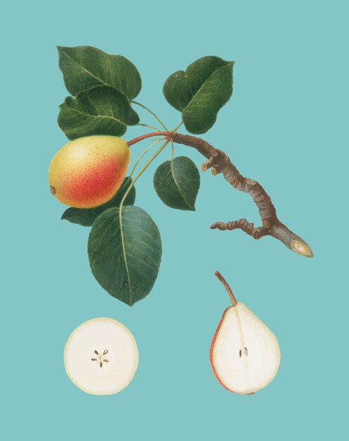 Pear from Pomona Italiana illustration