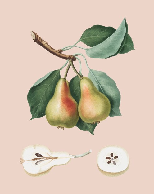 Pomona Italianaイラストの梨