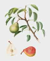 Free vector pear from pomona italiana illustration