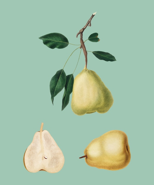 Free vector pear from pomona italiana illustration