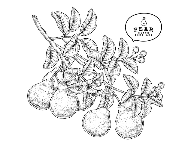 Pear fruit hand drawn botanical illustrations