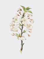 Free vector pear tree flowers from pomona italiana illustration