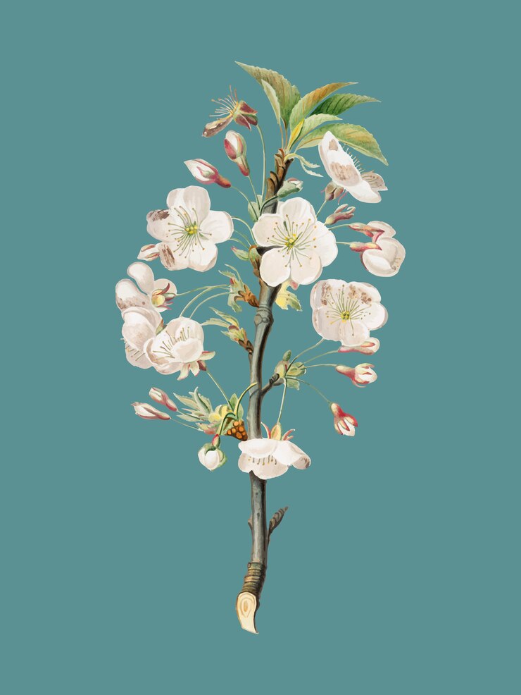 Free Vector pear tree flowers from pomona italiana illustration