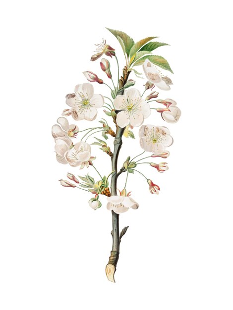 Цветы грушевого дерева из иллюстрации Pomona Italiana