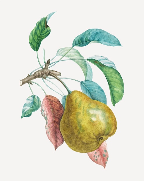 Free vector pear vector with leaves art print, remixed from artworks by henri-louis duhamel du monceau