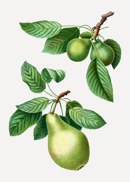 Pears on a branch