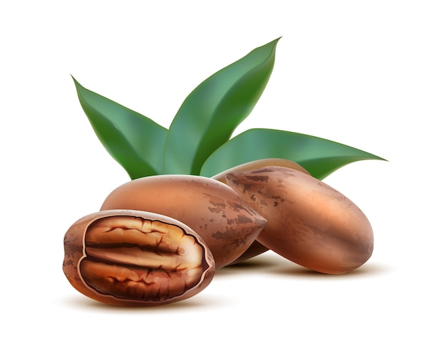 Free vector pecan nuts with shell and half cut with leaves isolated on white