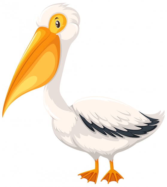 A pelican on white background