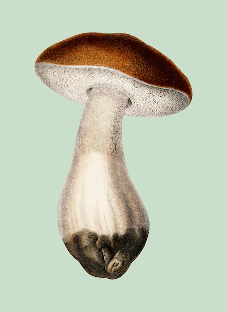 ペニーバン（Boletus edulis）