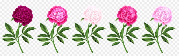 Free vector peonies in various shades of pink with green stems realistic set isolated on transparent background vector illustration