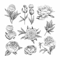 Free vector peony engraved illustrations set