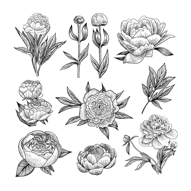 Peony engraved illustrations set