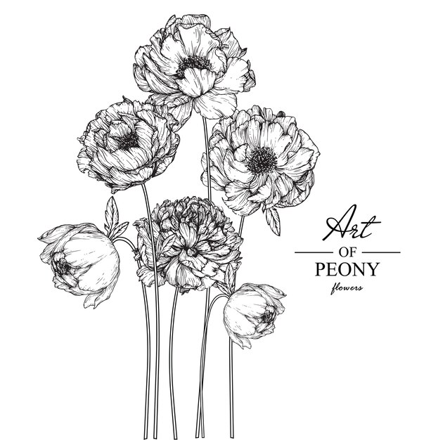 Peony Vectors, Photos and PSD files | Free Download