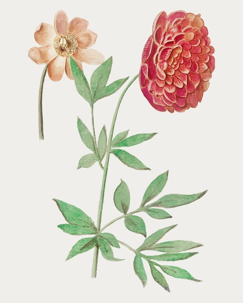 Peony in vintage style