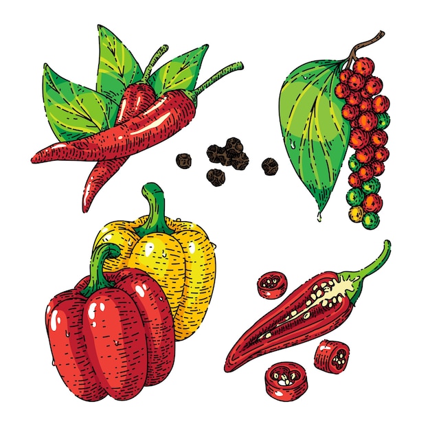 Pepper black chili sketch hand drawn vector