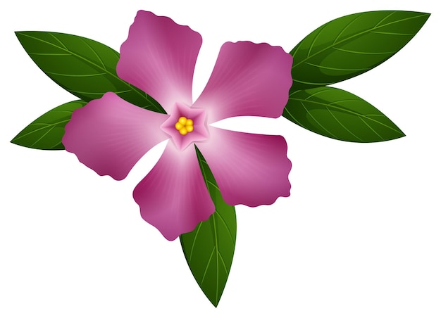 ピンク色のツルニチニチソウの花