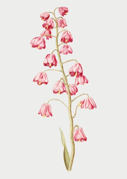 Free vector persian lily in vintage style