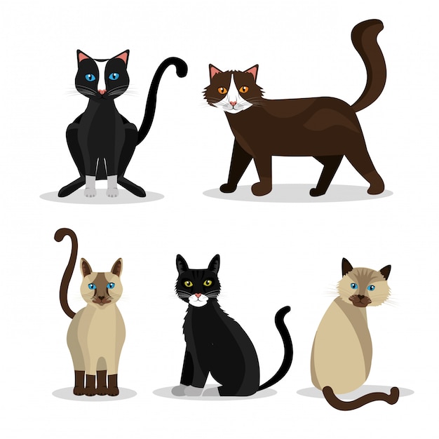 Бесплатное векторное изображение Домашний кот дизайн.