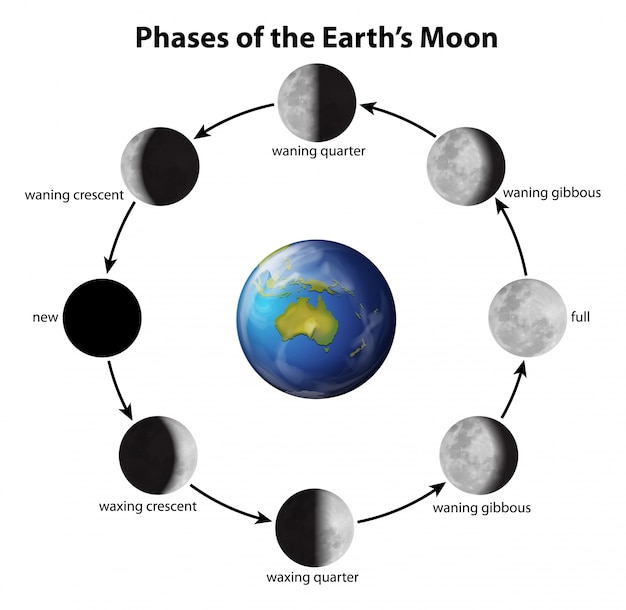 Vettore gratuito fasi della luna