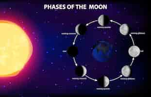 無料ベクター 科学教育のための月の満ち欠け