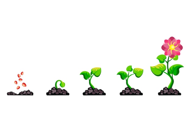 Бесплатное векторное изображение Фазы роста растений инфографики.