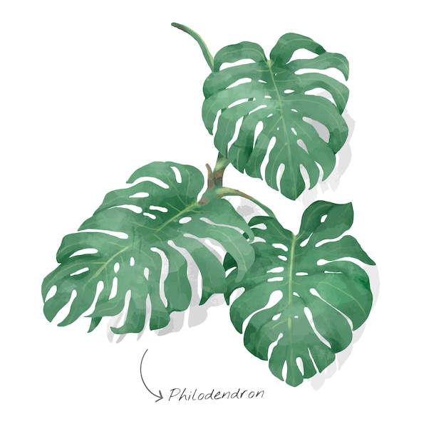 무료 벡터 philodendron 잎 흰색 배경에 고립