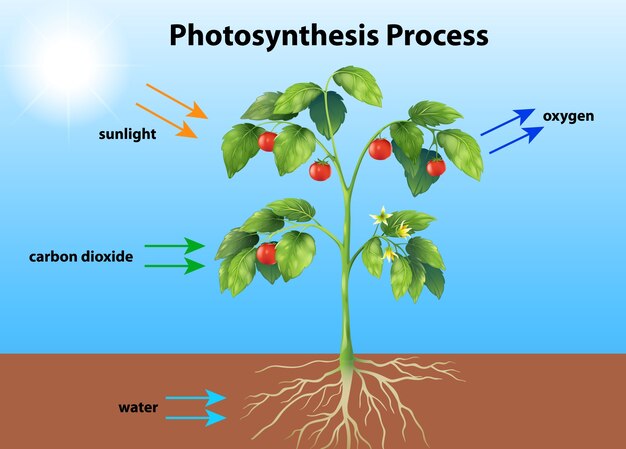 1 Photosynthesis Images Free Download